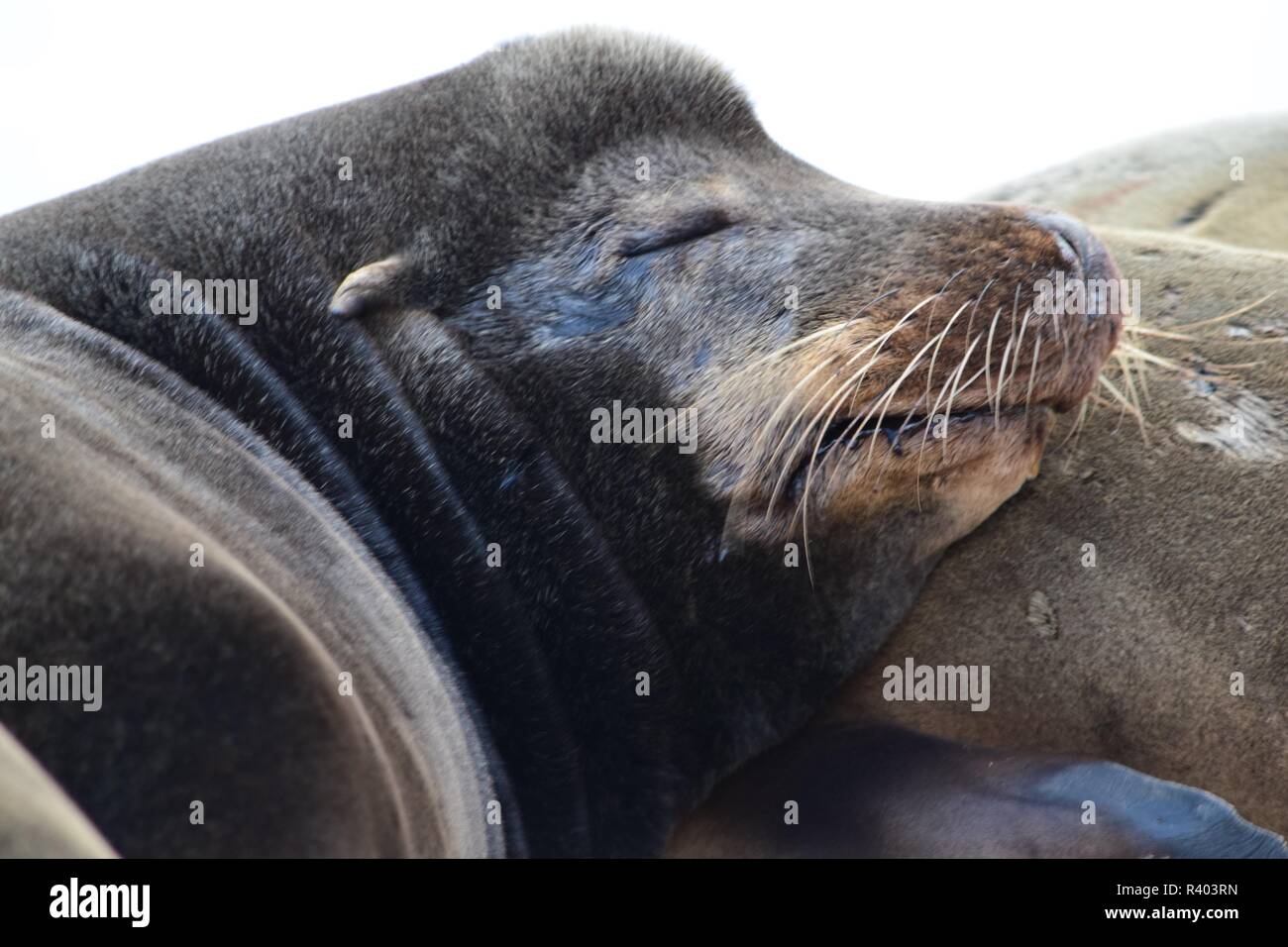 Wild Sea Lion Sleeping Stock Photo