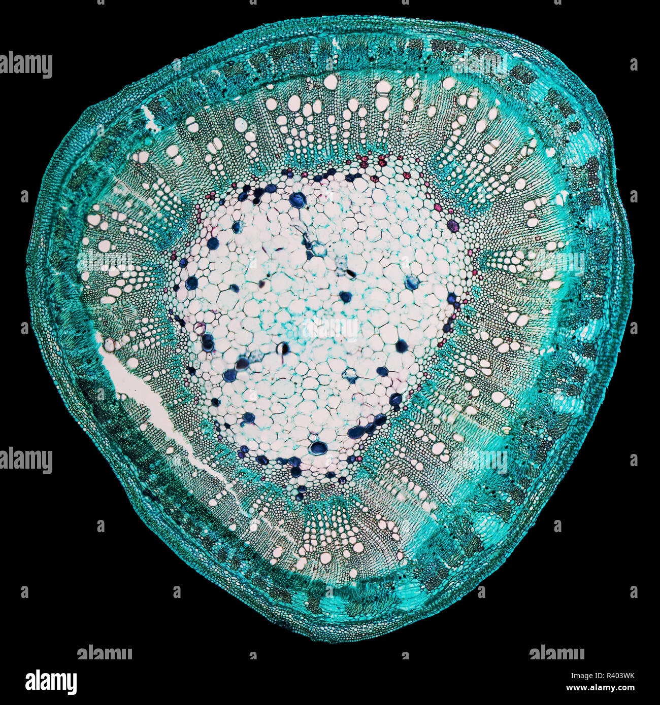 Stem Sample Microscope Light microscope cross section stem hi-res stock photography and images ...