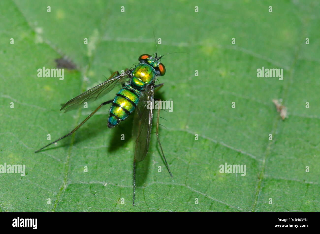 Longlegged Fly, Condylostylus sp., female Stock Photo