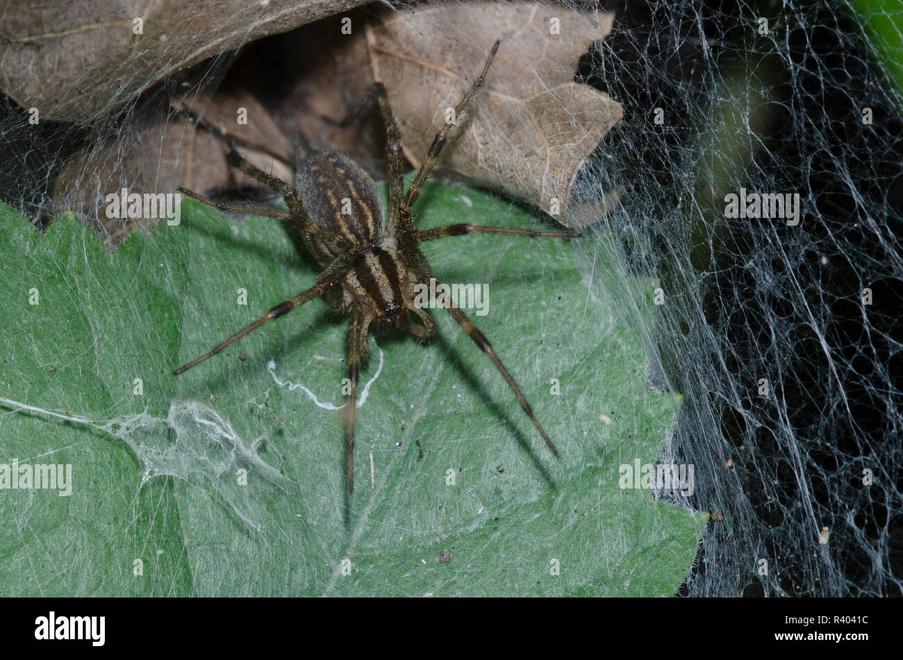 Funnelweb Spider, Family Agelenidae, sitting in web Stock Photo