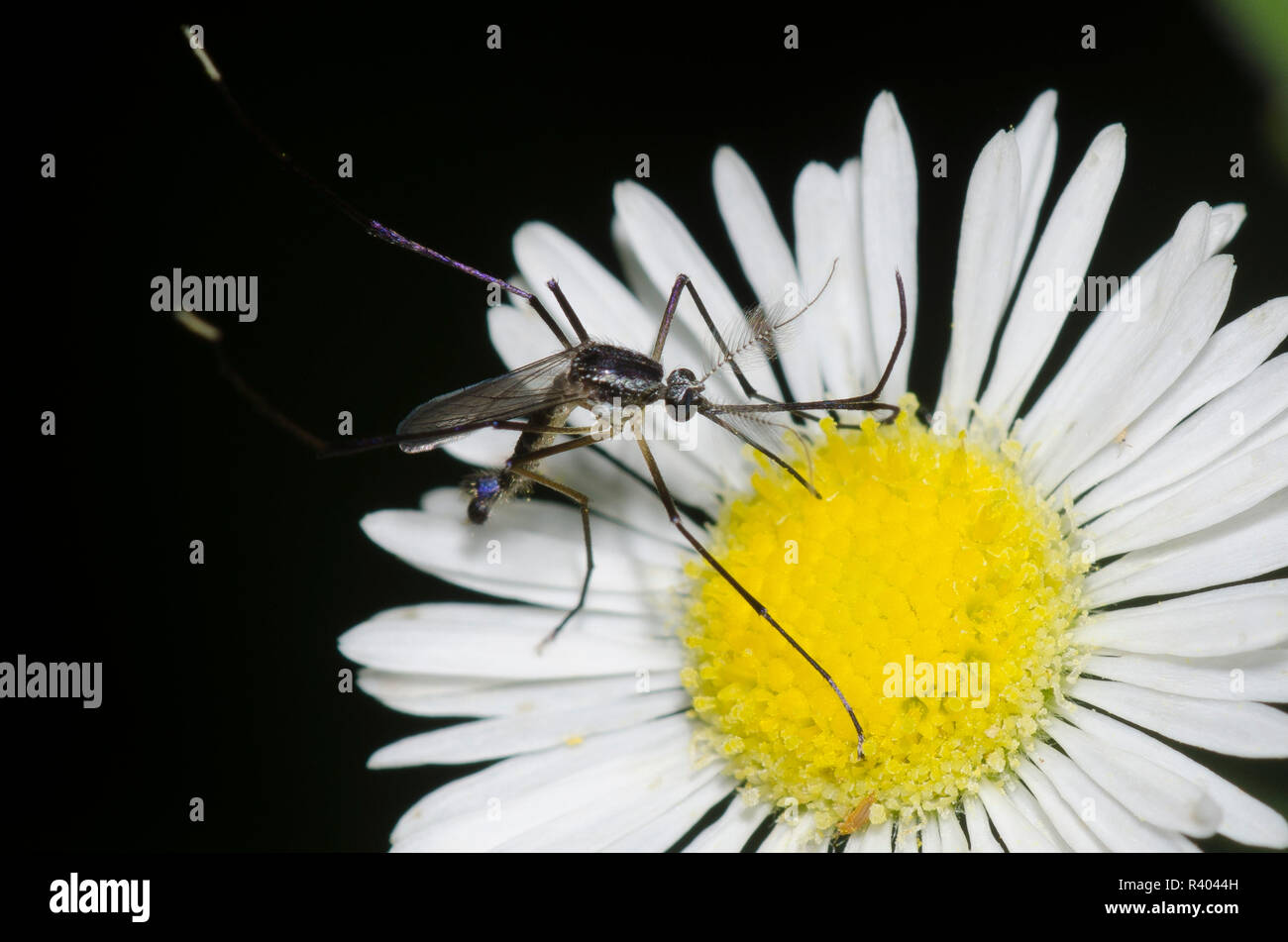 Mosquito, Psorophora longipalpus, male gathering nectar from prairie fleabane, Erigeron strigosus, at dusk Stock Photo