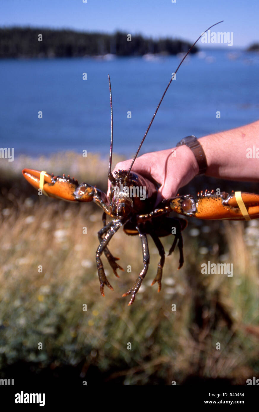 Just caught lobster, Sorrento, Maine Stock Photo Alamy
