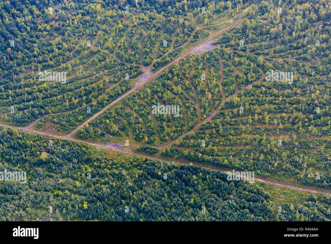 Aerial of the working forest of Reed Plantation in Reed, Maine Stock ...