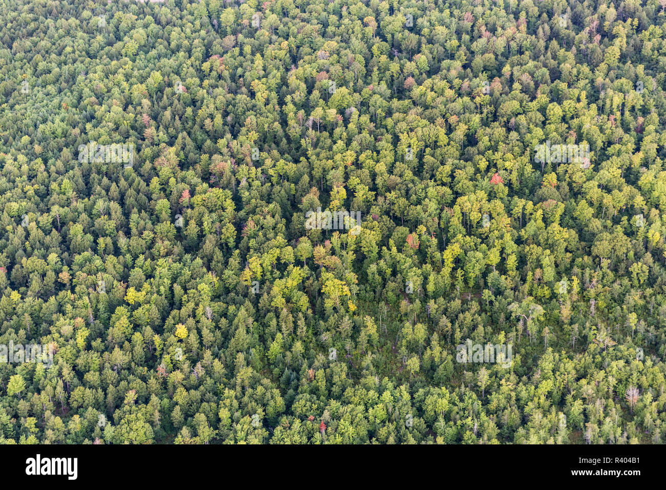 Aerial of the working forest of Reed Plantation in Reed, Maine Stock ...