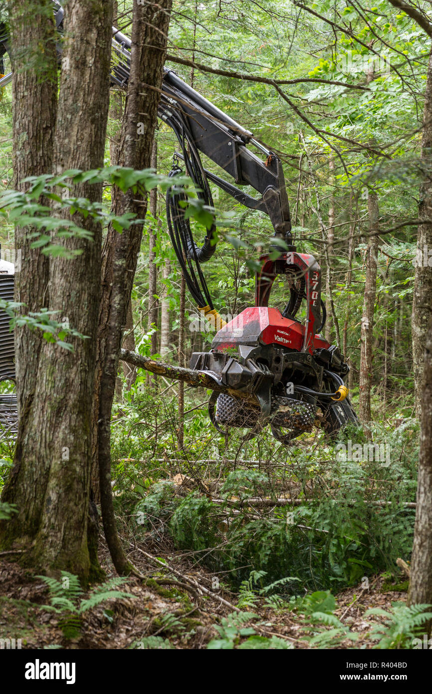 Valmet log processor harvesting trees, Reed Plantation, Reed, Maine