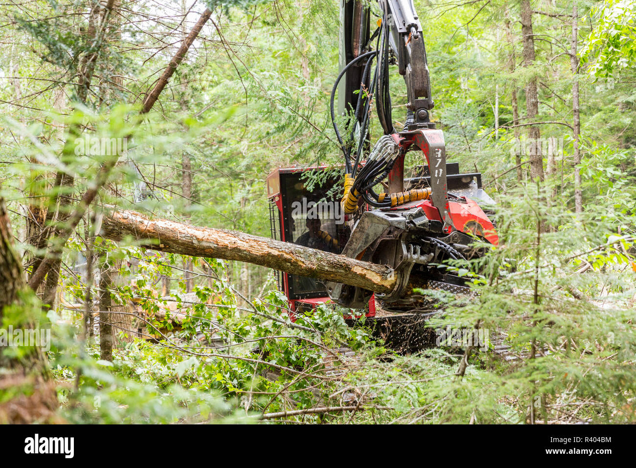 Valmet log processor harvesting trees, Reed Plantation, Reed, Maine