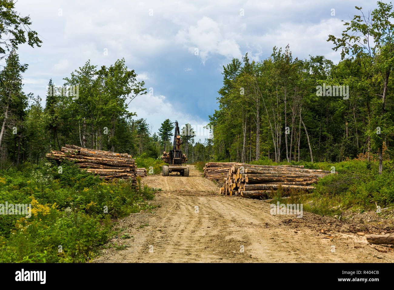 Log forwarder moving logs Reed Plantation, Reed, Maine Stock Photo Alamy