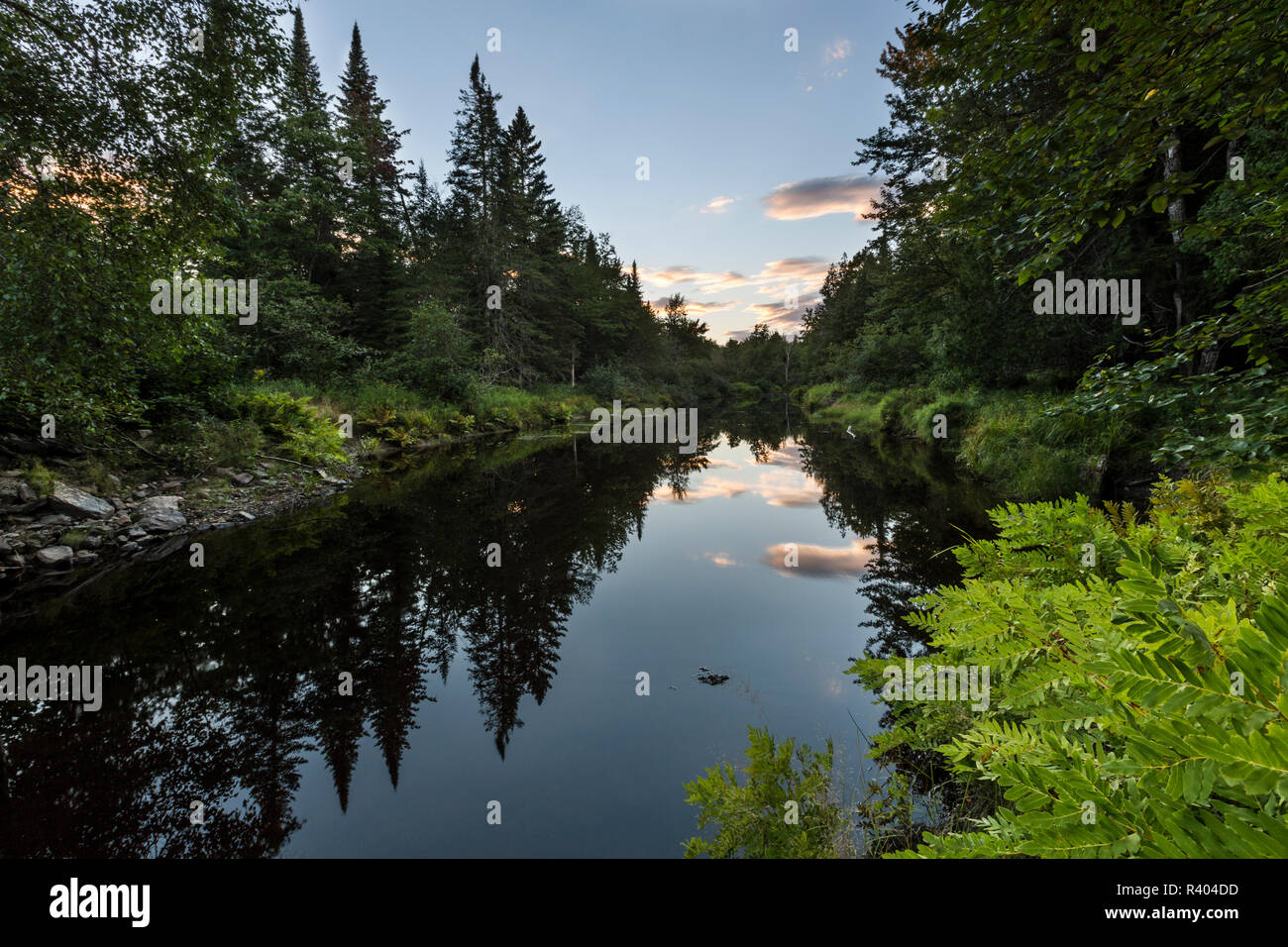 Reed plantation hires stock photography and images Alamy