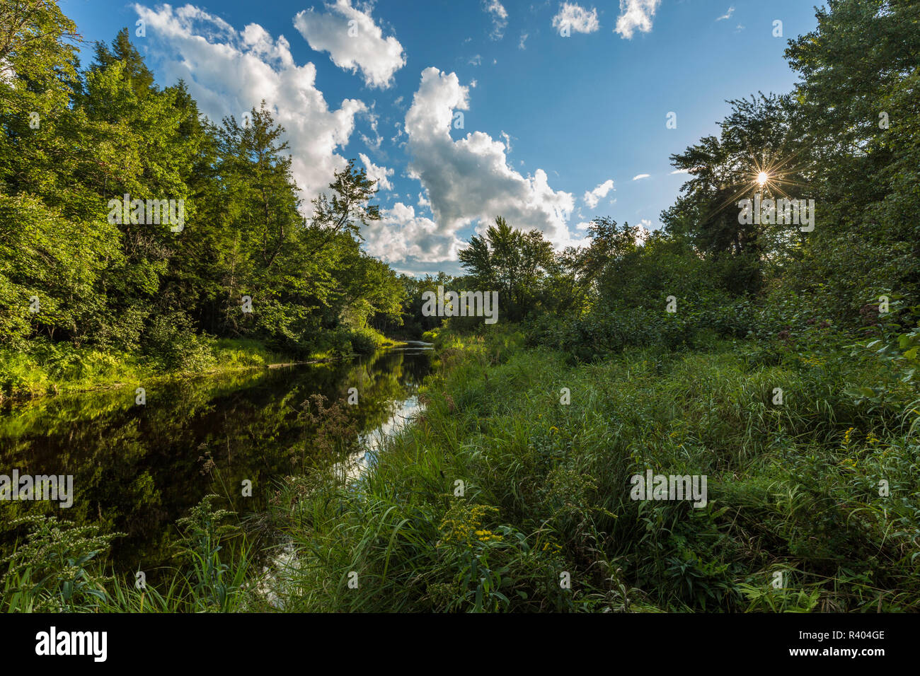 Reed plantation hi-res stock photography and images - Alamy
