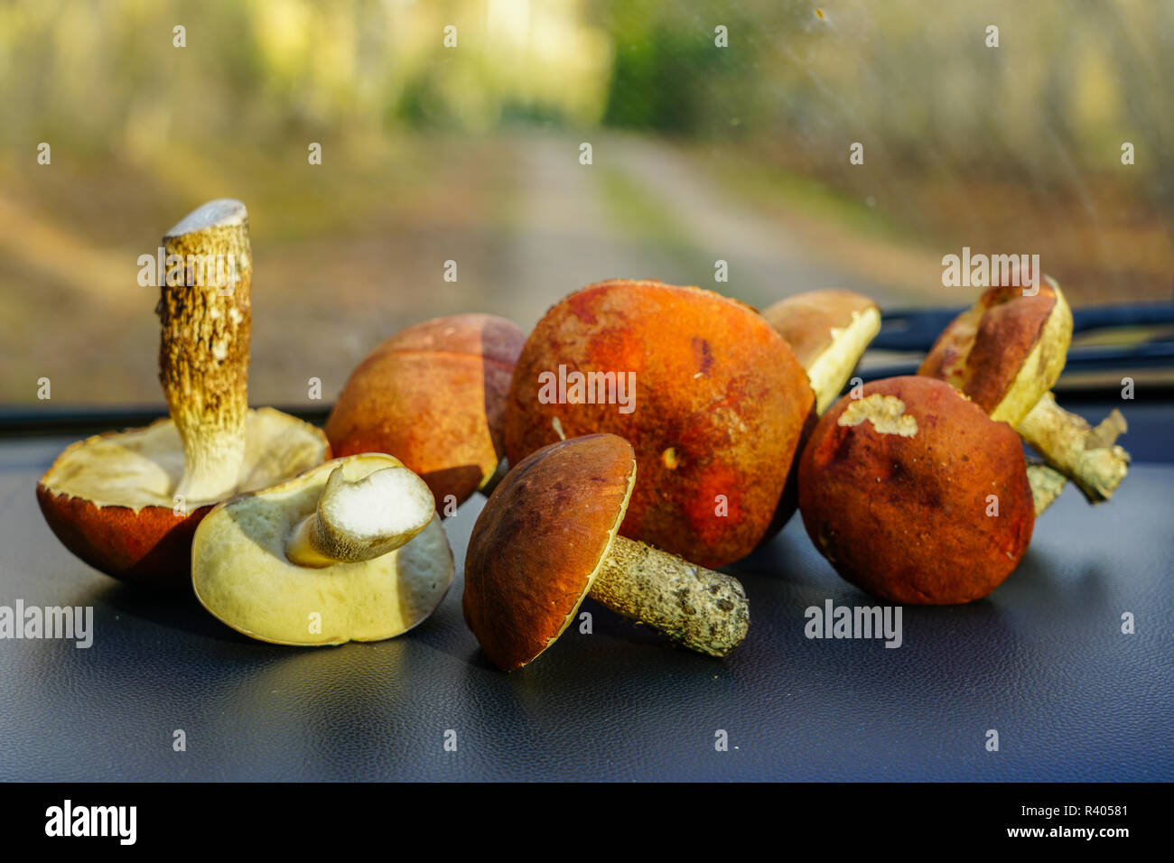 colorful edible autumn mushrooms on the cars front panel Stock Photo