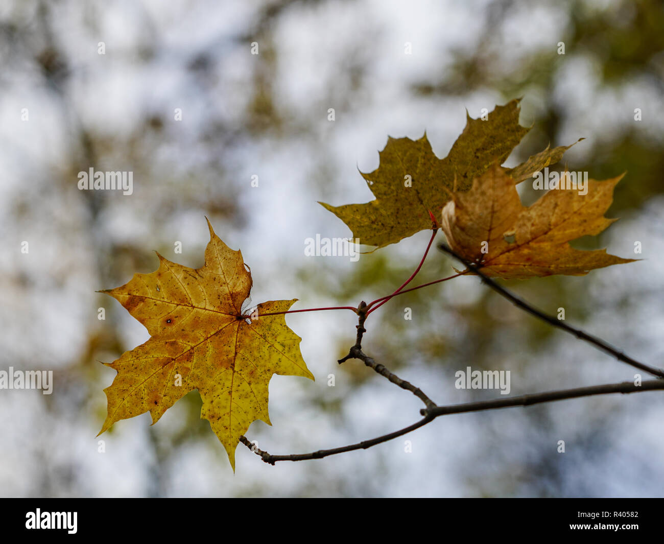 the last leaves of the maple tree in autumn, blur background Stock ...