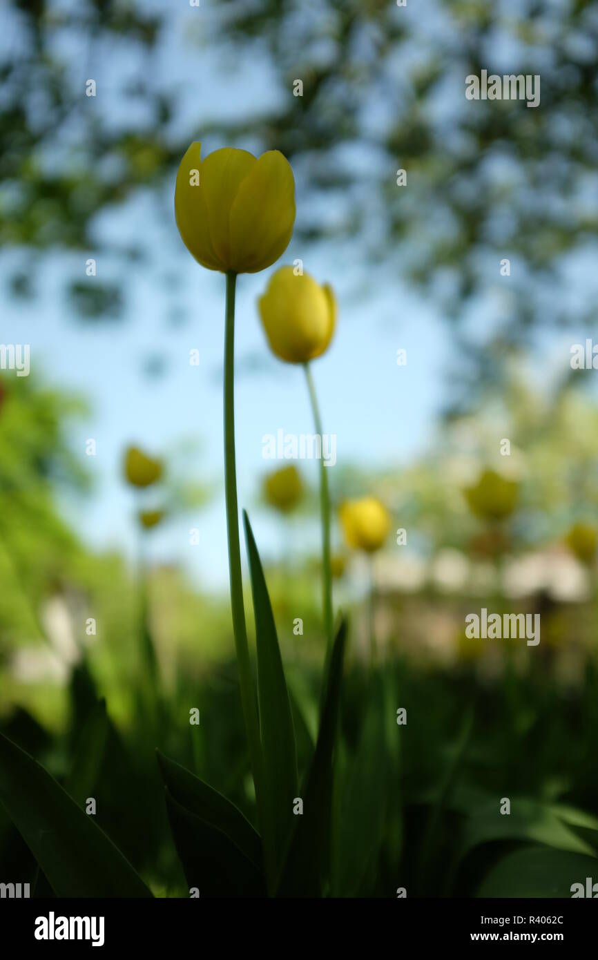 Spring background with beautiful yellow tulips in the garden Stock ...