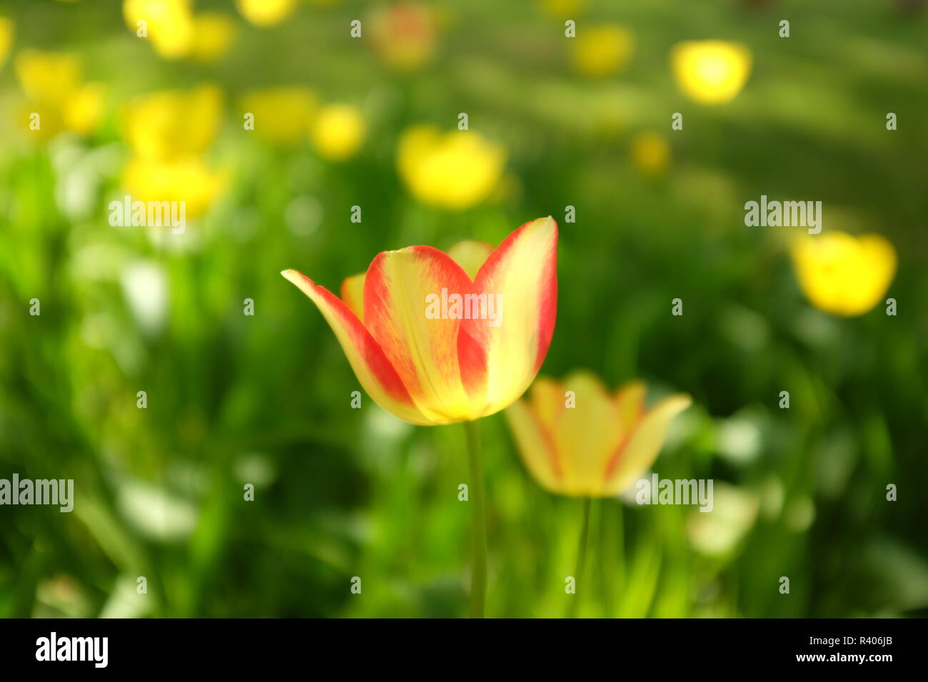 Spring background with beautiful yellow and red tulips in the garden ...