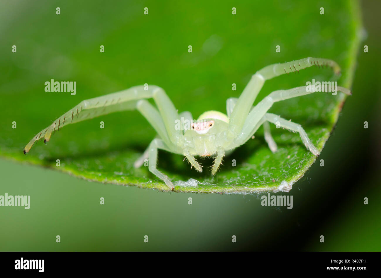 Crab Spider, Misumessus lappi Stock Photo
