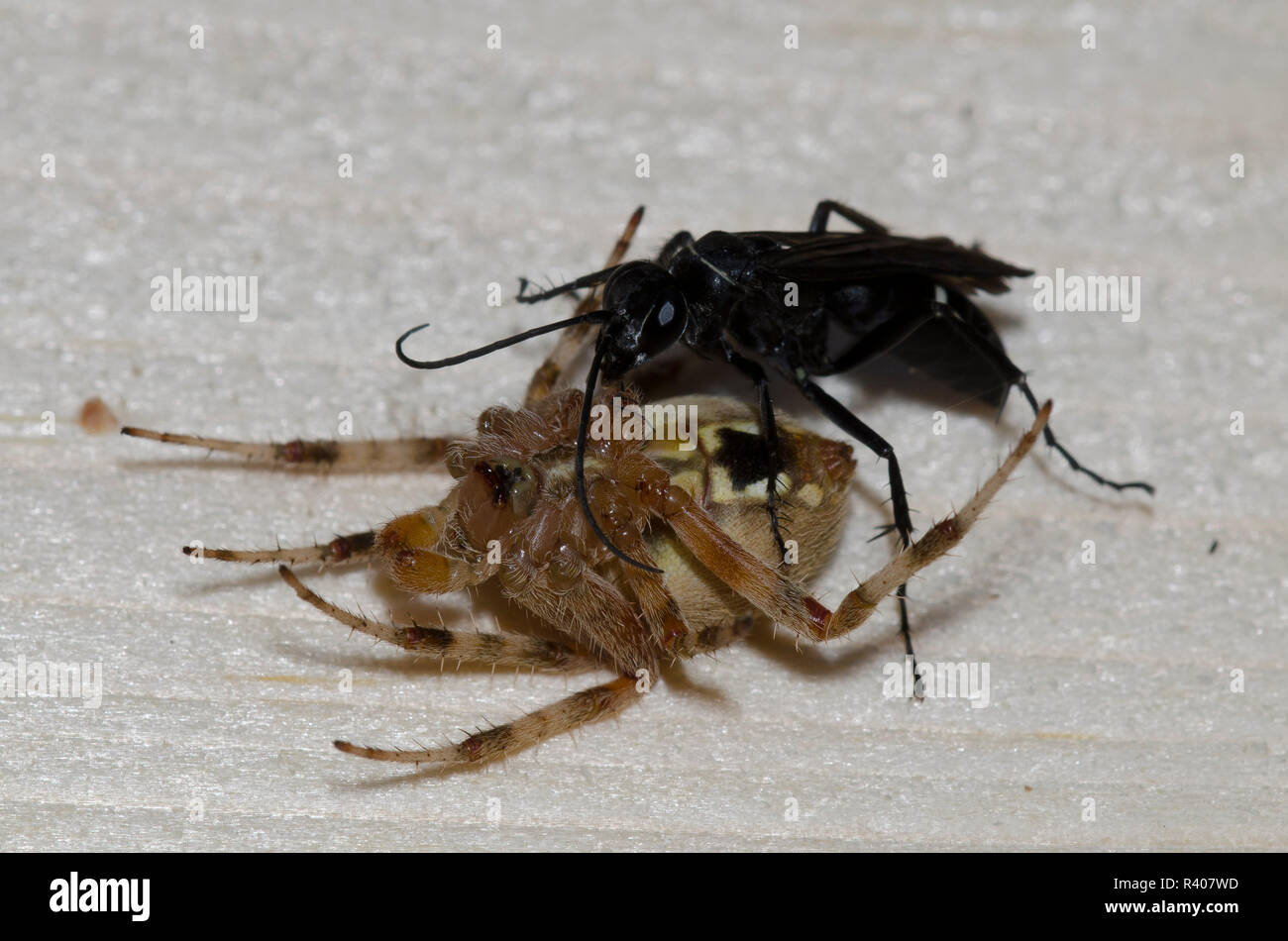 Spider Wasp, Episyron biguttatus biguttatus, female with paralyzed male spotted orb weaver, Neoscona crucifera Stock Photo