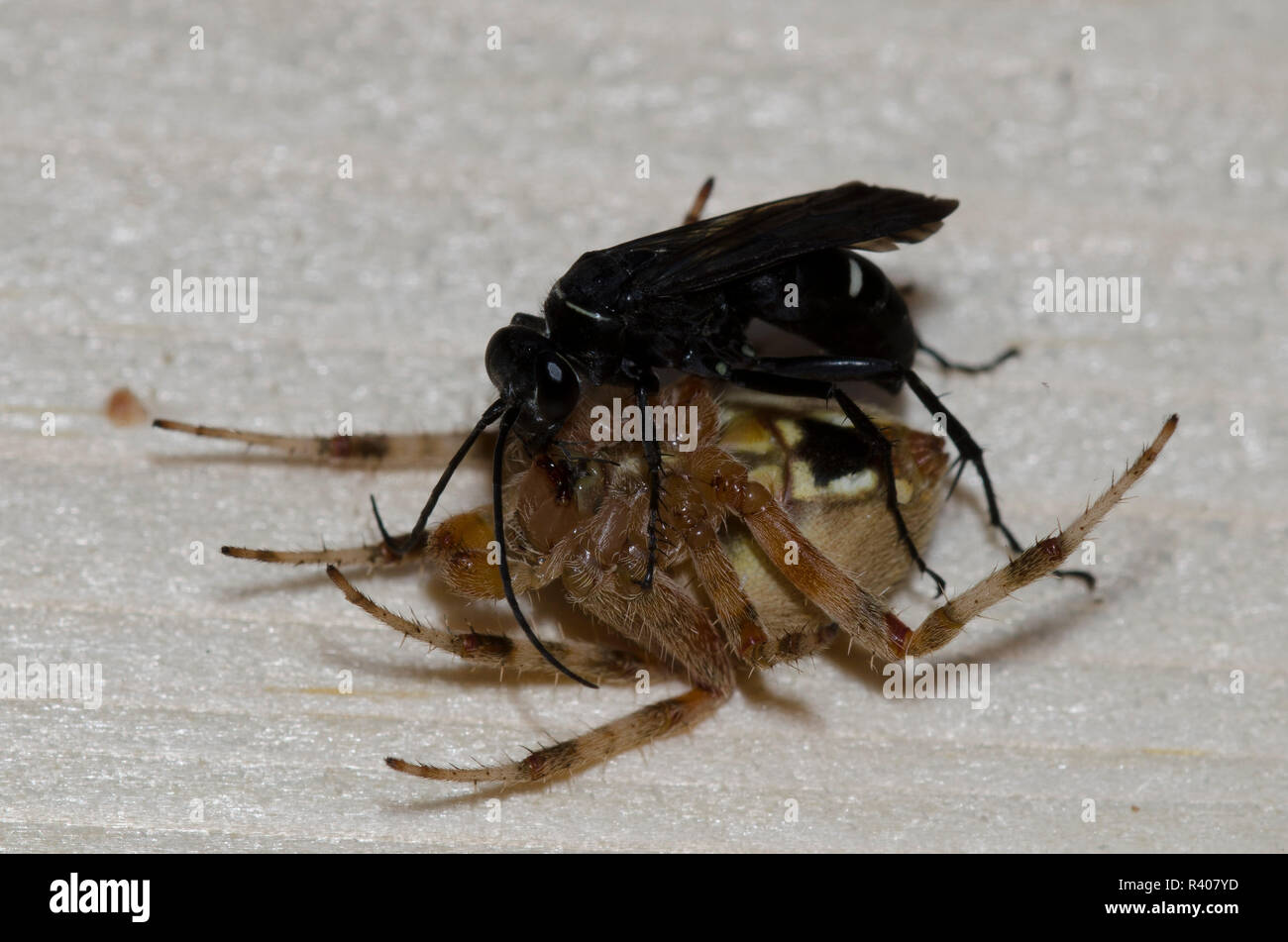 Spider Wasp, Episyron biguttatus biguttatus, female with paralyzed male spotted orb weaver, Neoscona crucifera Stock Photo