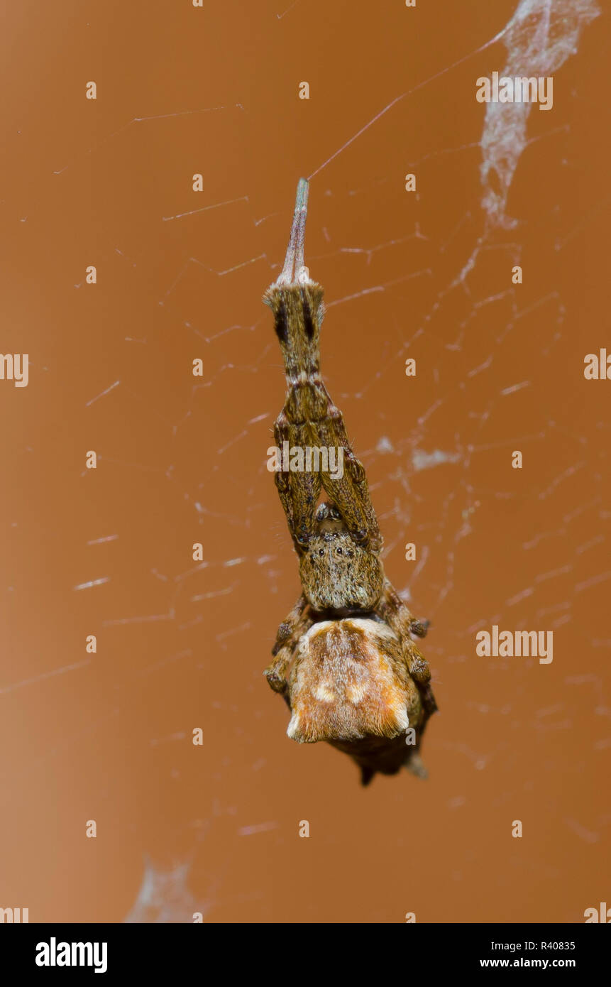 Featherlegged Spider, Uloborus sp., in web with stabilimentum Stock Photo