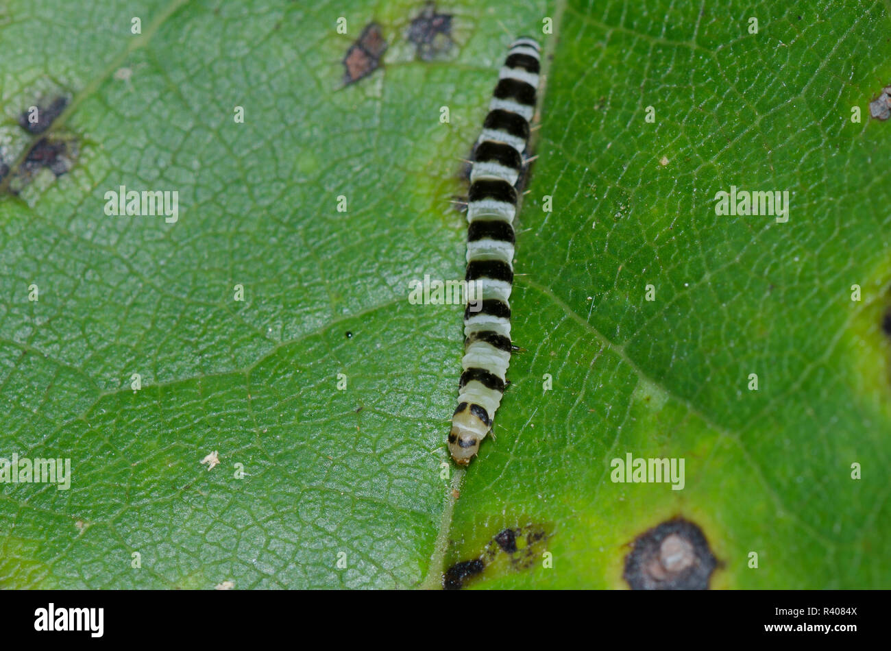 Redbud Leaffolder, Fascista cercerisella, larva on Eastern Redbud, Cercis canadensis Stock Photo