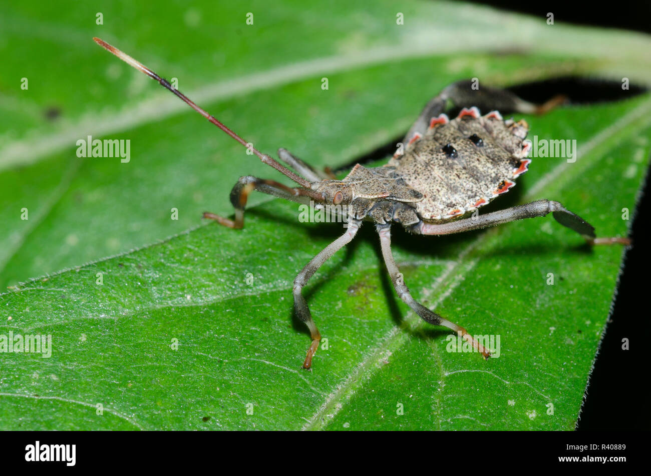 Leaf-footed Bug, Family Coreidae, nymph Stock Photo