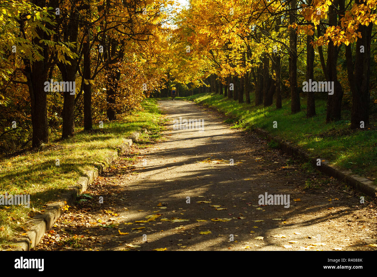 Yellow and orange autumn trees on the alley in the park Stock Photo - Alamy