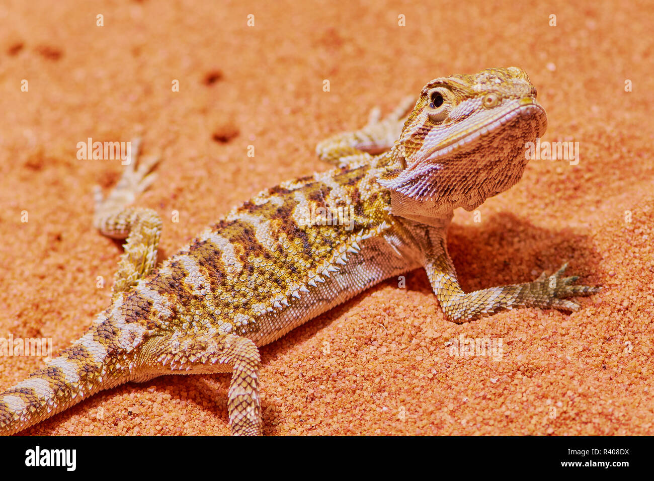 Australian bearded dragon lizard on hires stock photography and images
