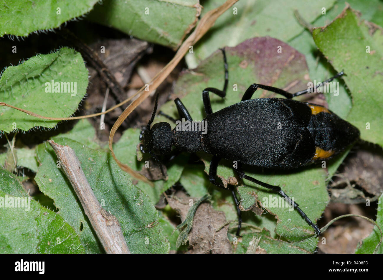 Blister Beetle, Epicauta conferta Stock Photo