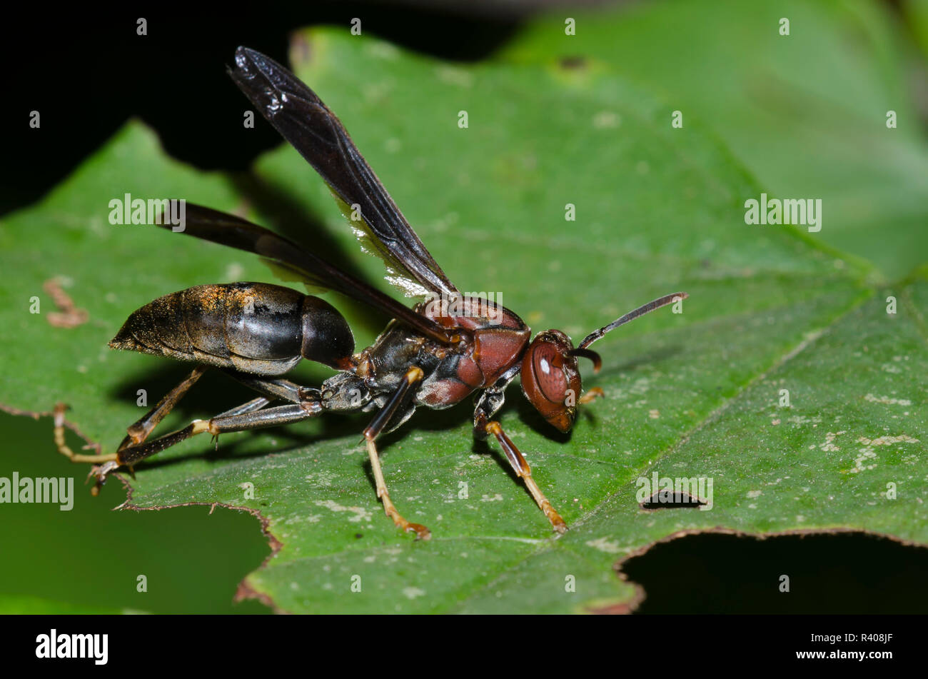 Paper Wasp, Polistes metricus, female Stock Photo