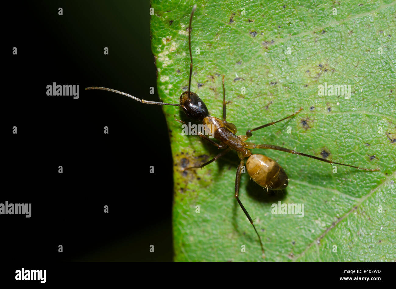 Carpenter Ant, Camponotus americanus Stock Photo