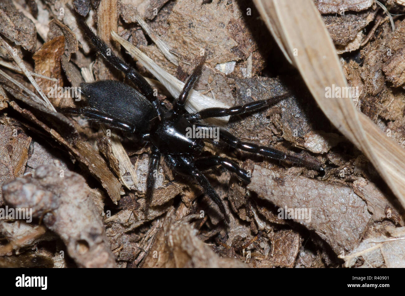 Zelotes hi-res stock photography and images - Alamy