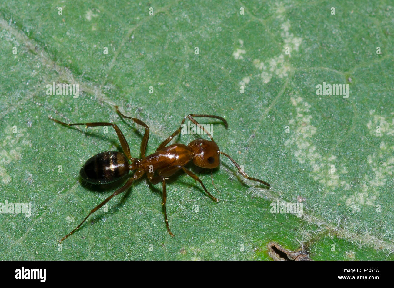 Carpenter Ant, Camponotus subbarbatus Stock Photo