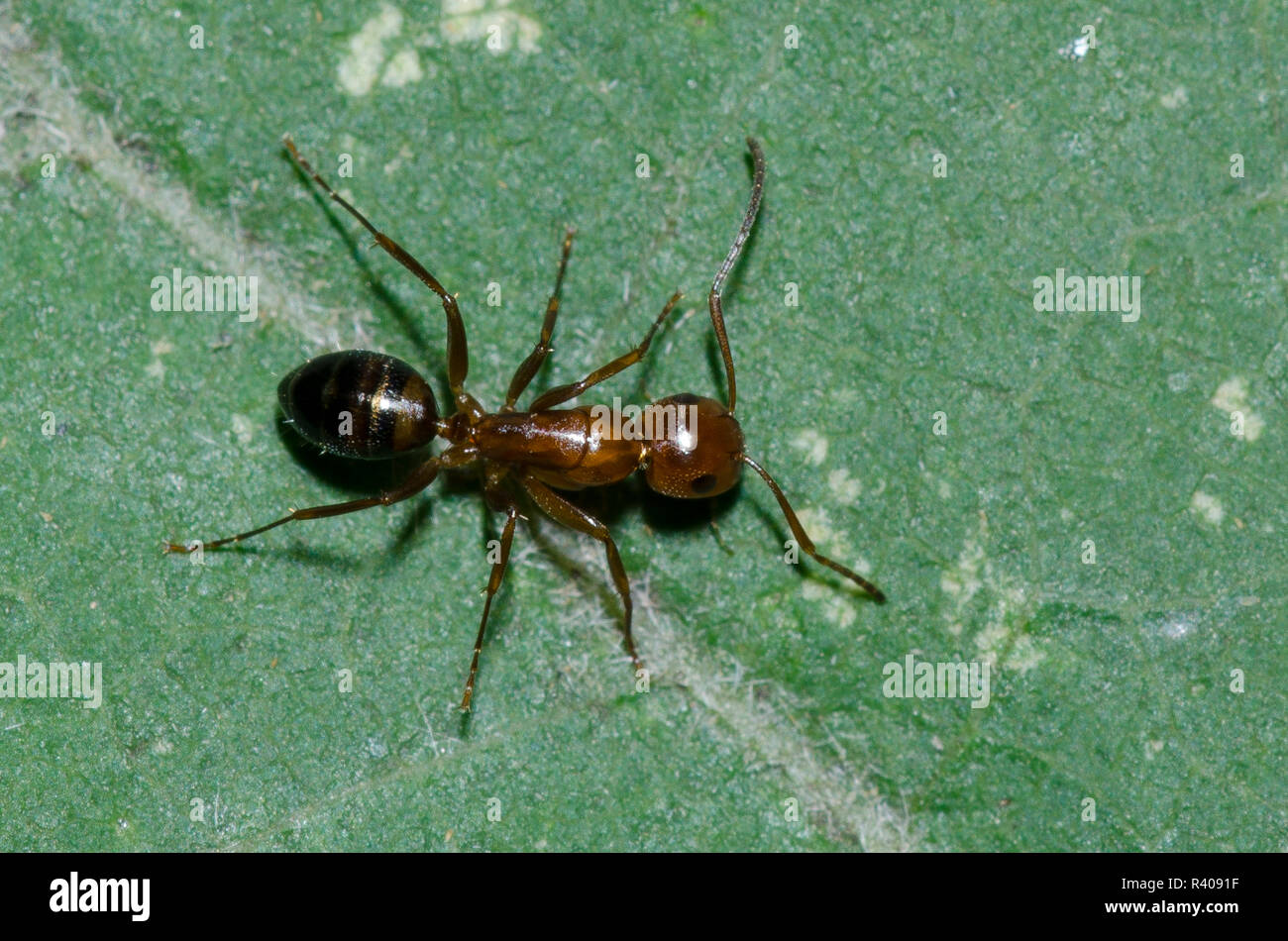 Carpenter Ant, Camponotus subbarbatus Stock Photo