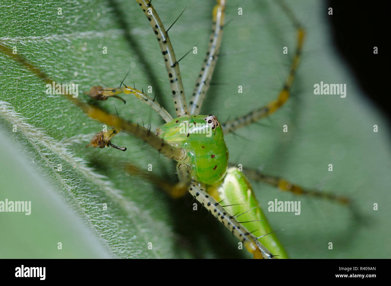 Green Lynx Spider, Peucetia viridans, male on Ashy Sunflower, Helianthus mollis, leaf Stock Photo