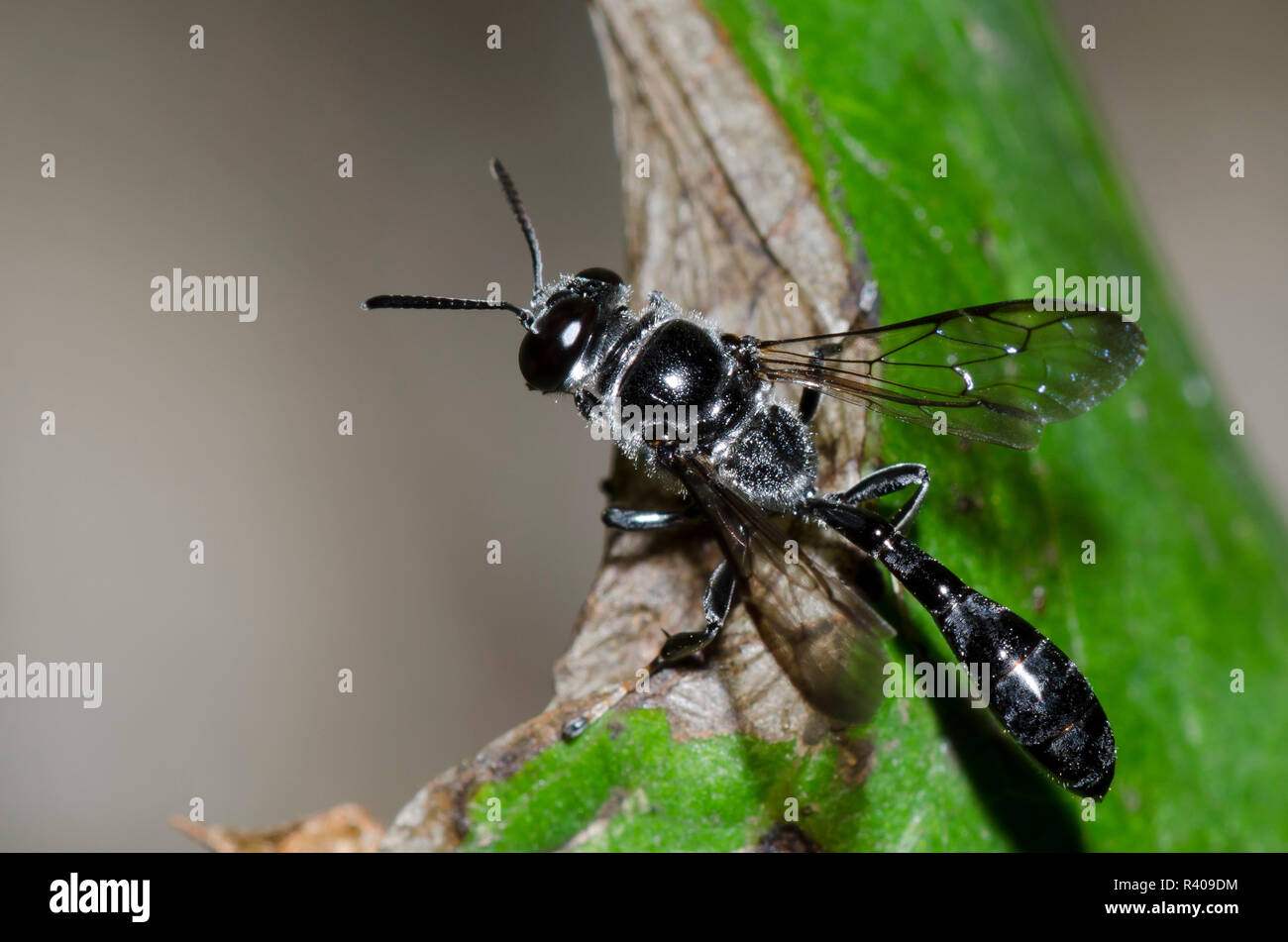 Square-headed Wasp, Trypoxylon sp. Stock Photo