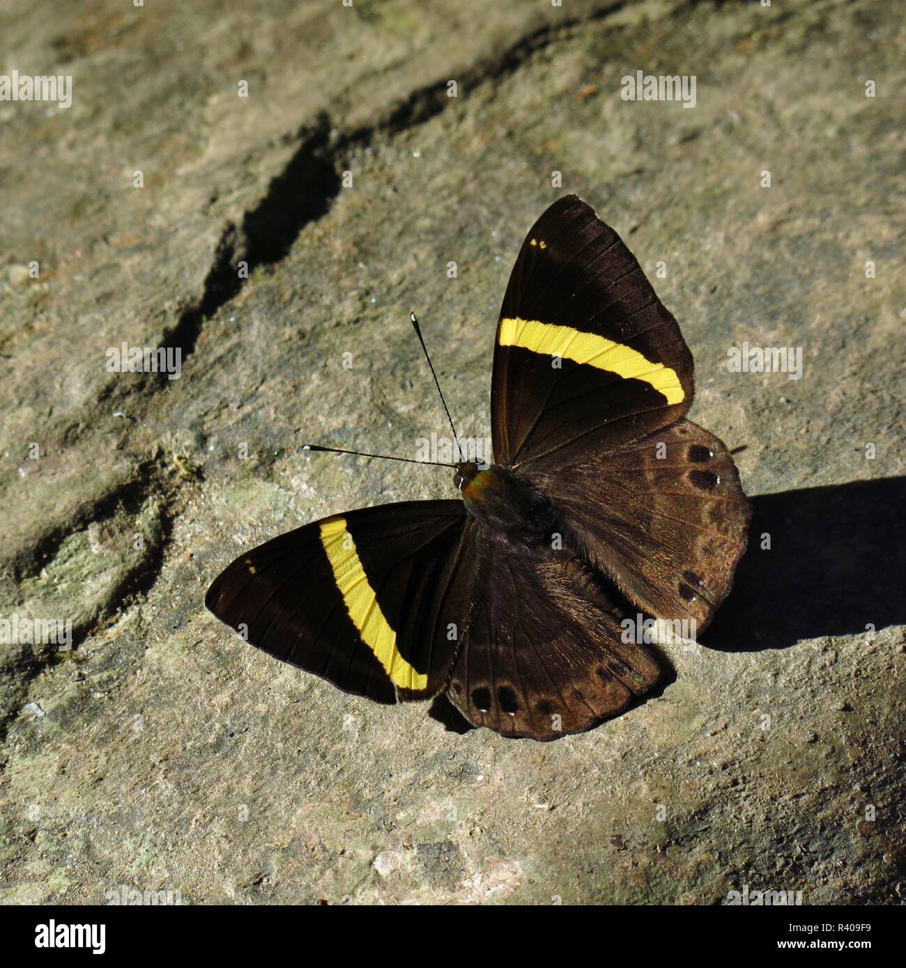 Brown and yellow butterfly hires stock photography and images Alamy