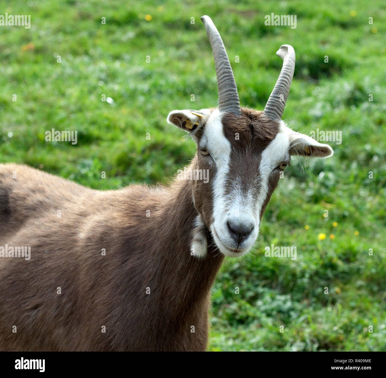 Thueringer, Waldziege Stock Photo