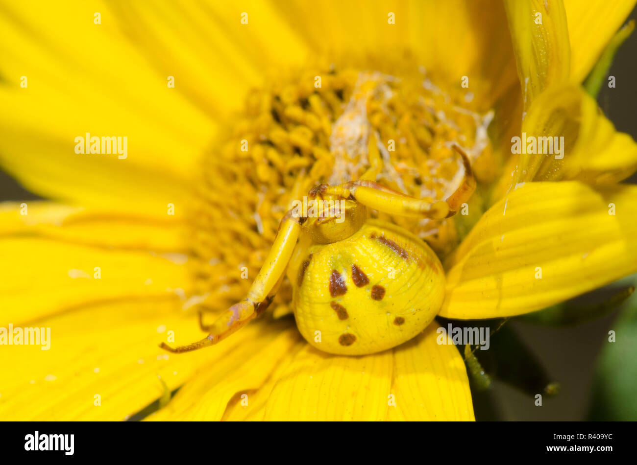 White-banded crab spider, Misumenoides formosipes, on Maximilian