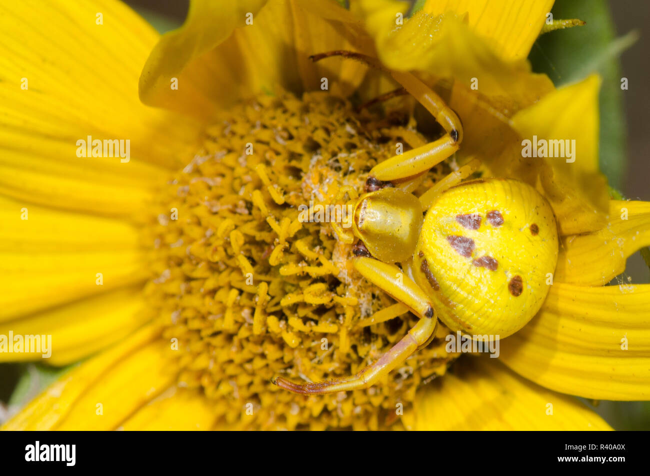 White-banded crab spider, Misumenoides formosipes, on Maximilian