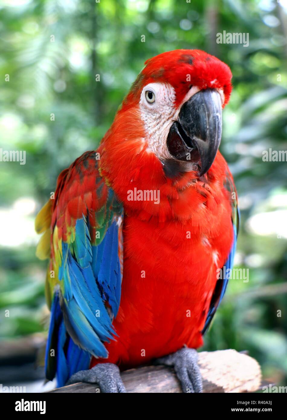 Parrot in close up Stock Photo - Alamy