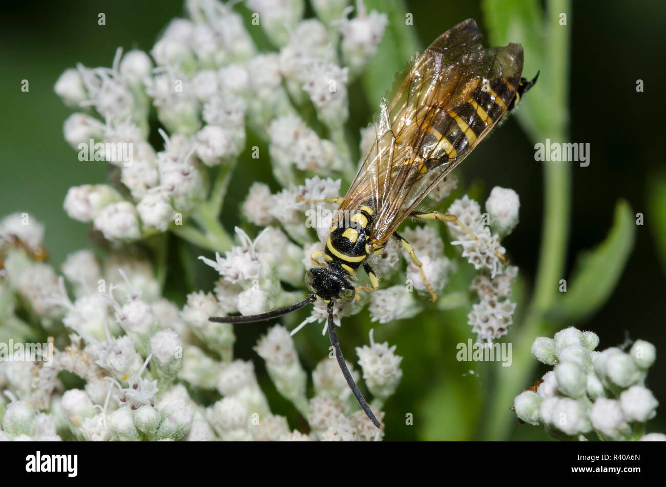 Thynnid Wasp, Myzinum sp., male on Lateflowering thoroughwort, Conoclinium serotinum Stock Photo