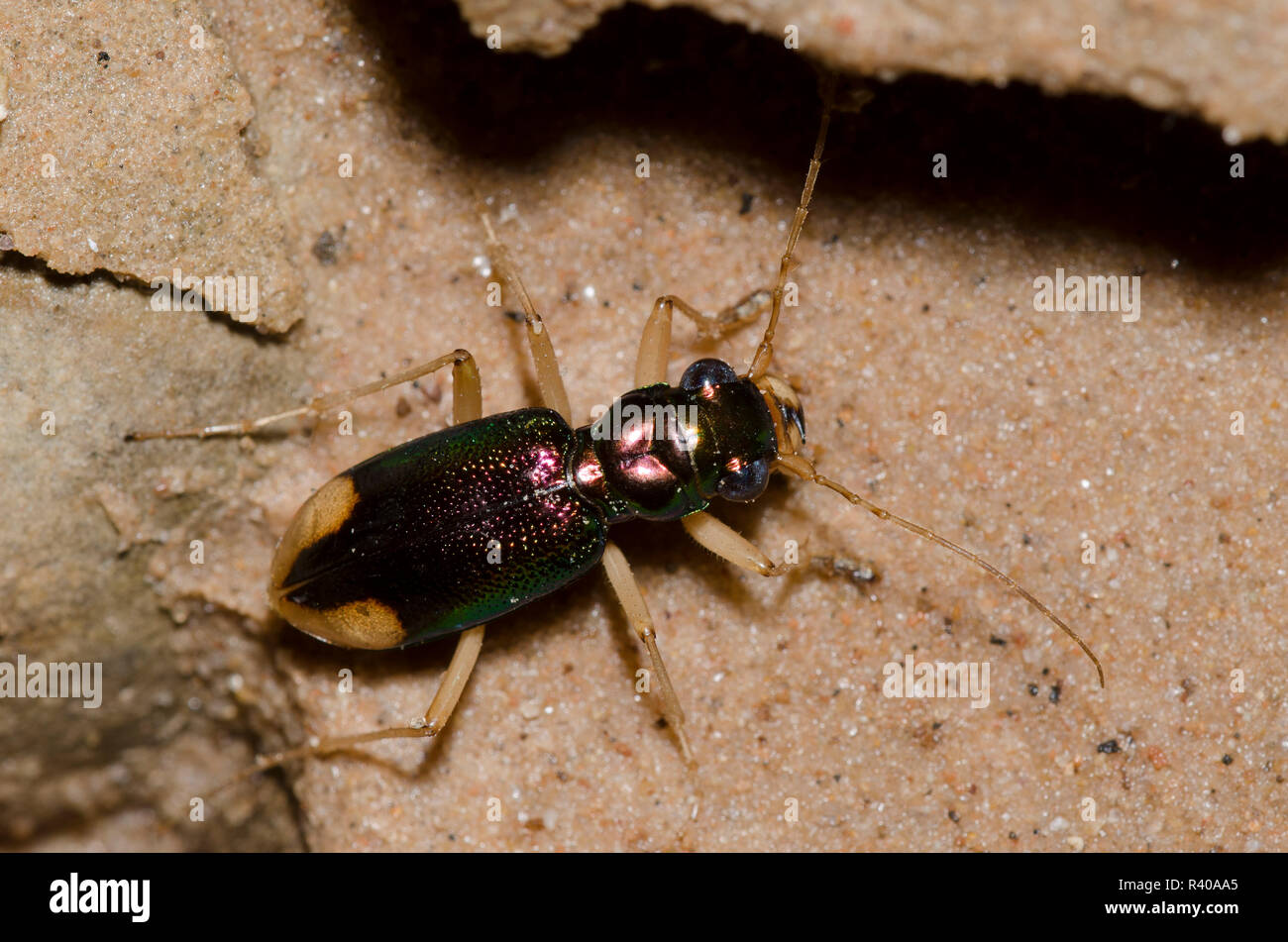 Carolina Metallic Tiger Beetle, Tetracha carolina carolina Stock Photo