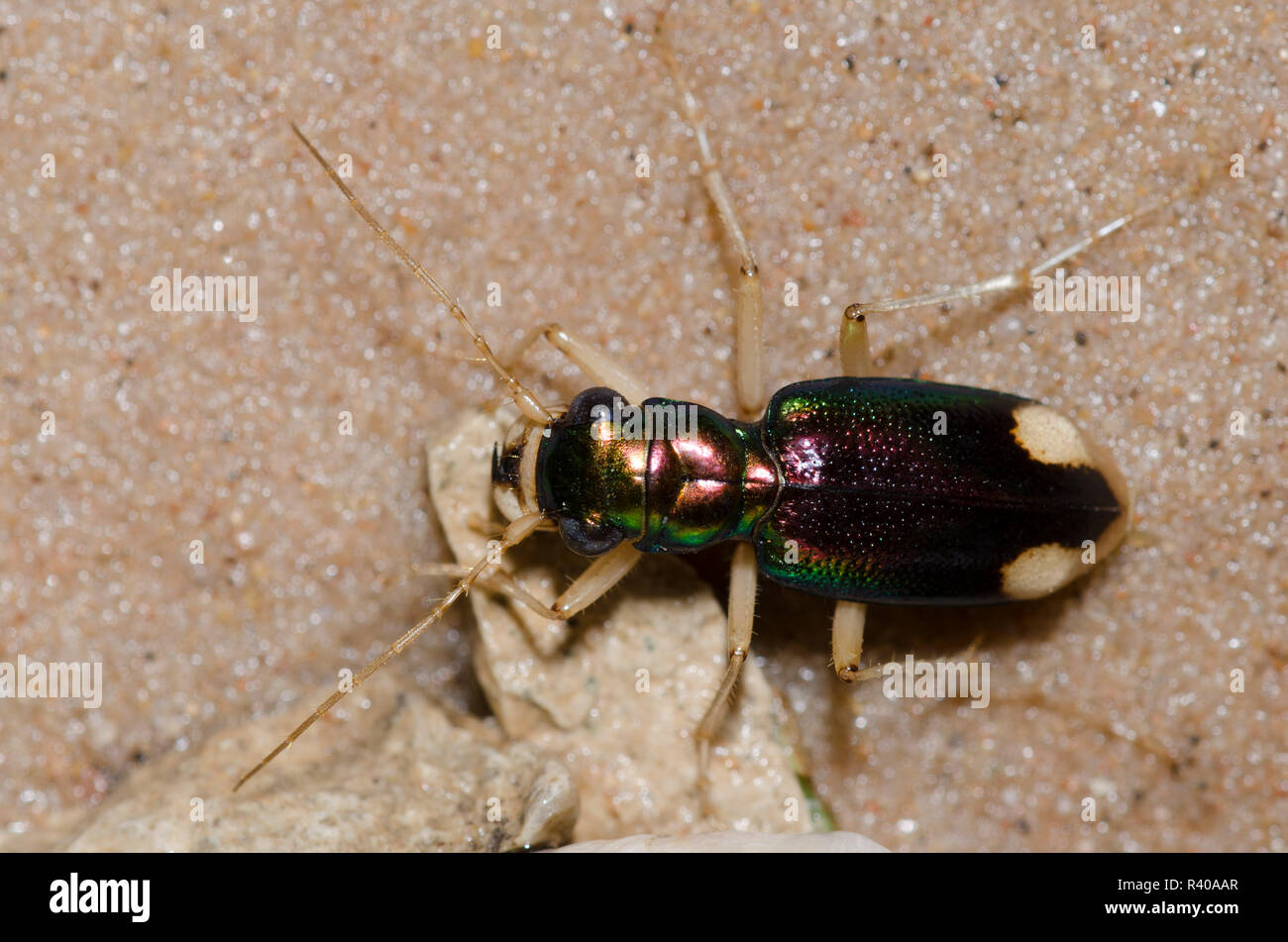Carolina Metallic Tiger Beetle, Tetracha carolina carolina Stock Photo