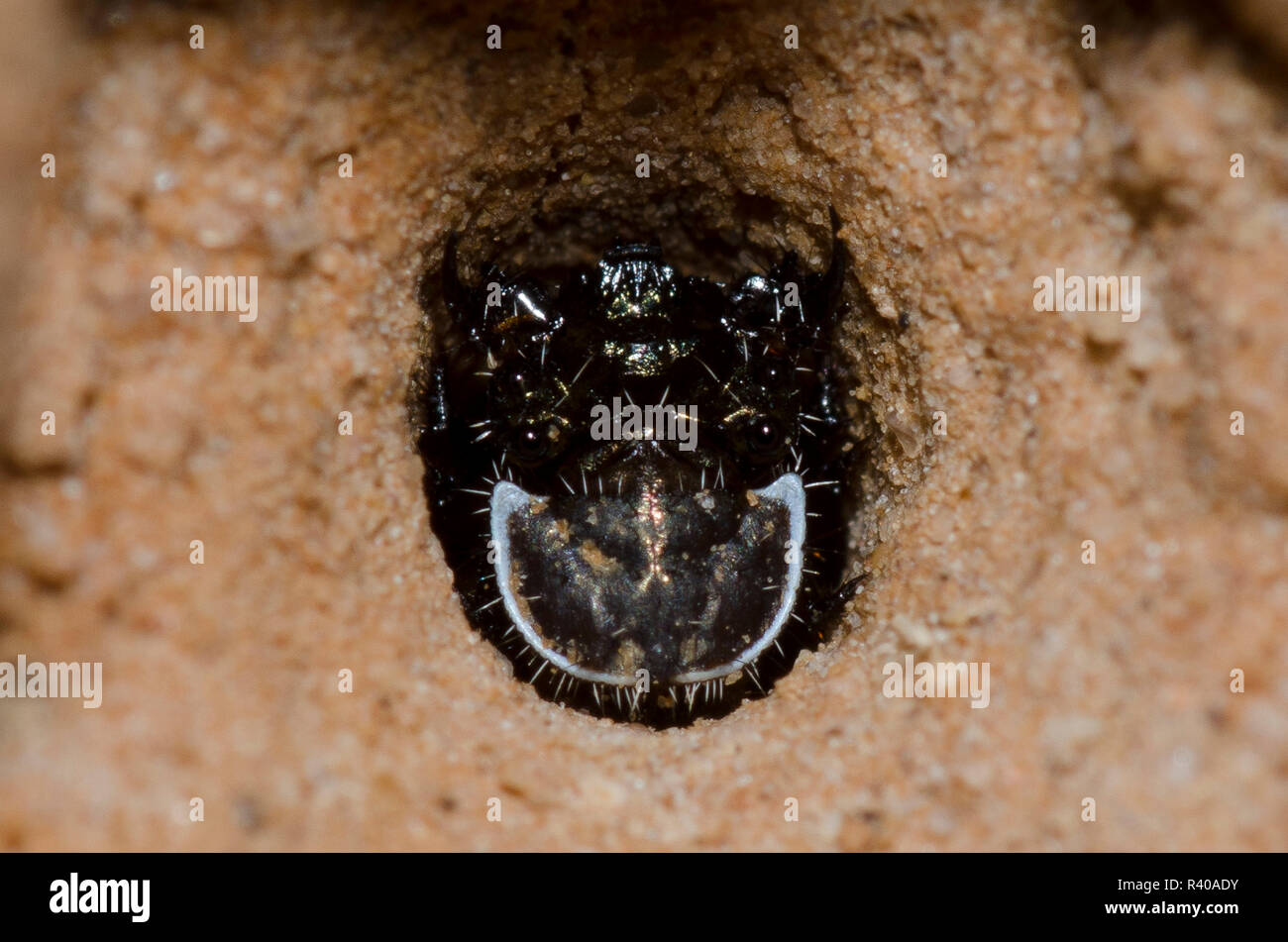 Metallic Tiger Beetle, Tetracha sp., larva in burrow Stock Photo