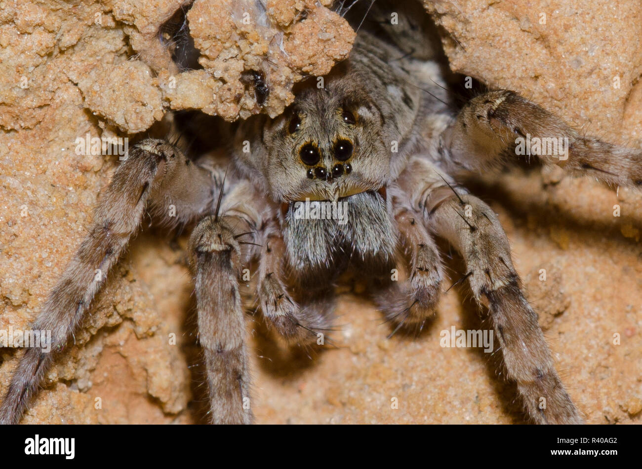 Wolf Spider, Arctosa littoralis, in burrow Stock Photo Alamy