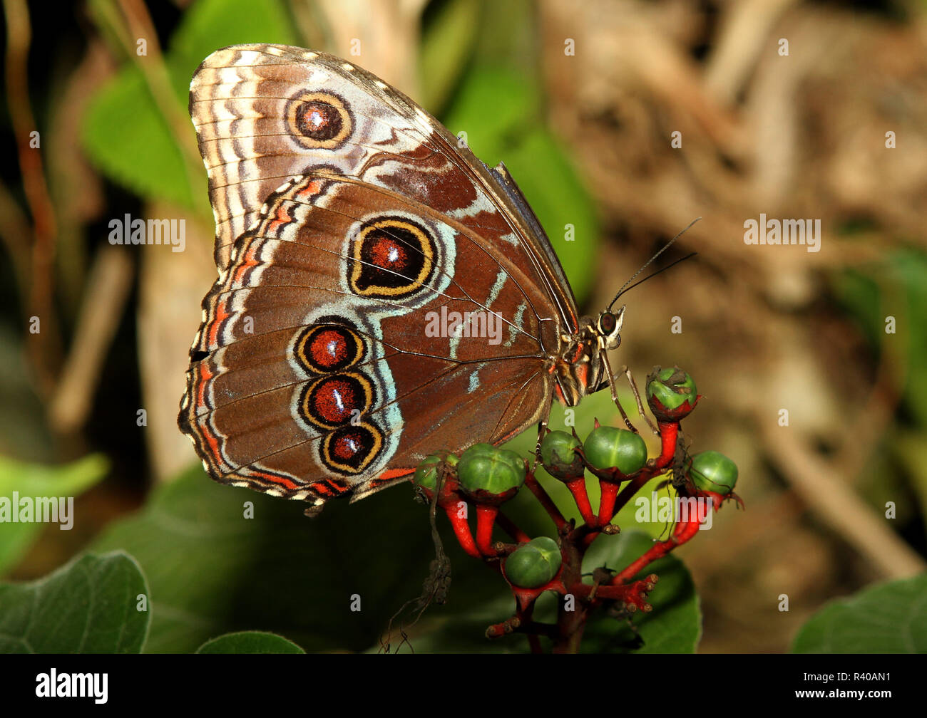 A blue morpho Butterfly on bloom Stock Photo Alamy