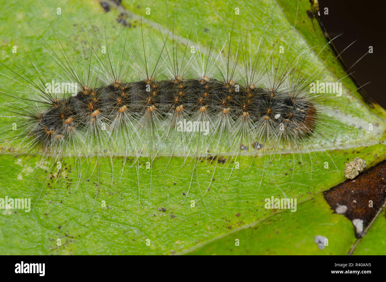 Fall Webworm Moth, Hyphantria cunea, caterpillar with attached egg from parasitic insect Stock Photo