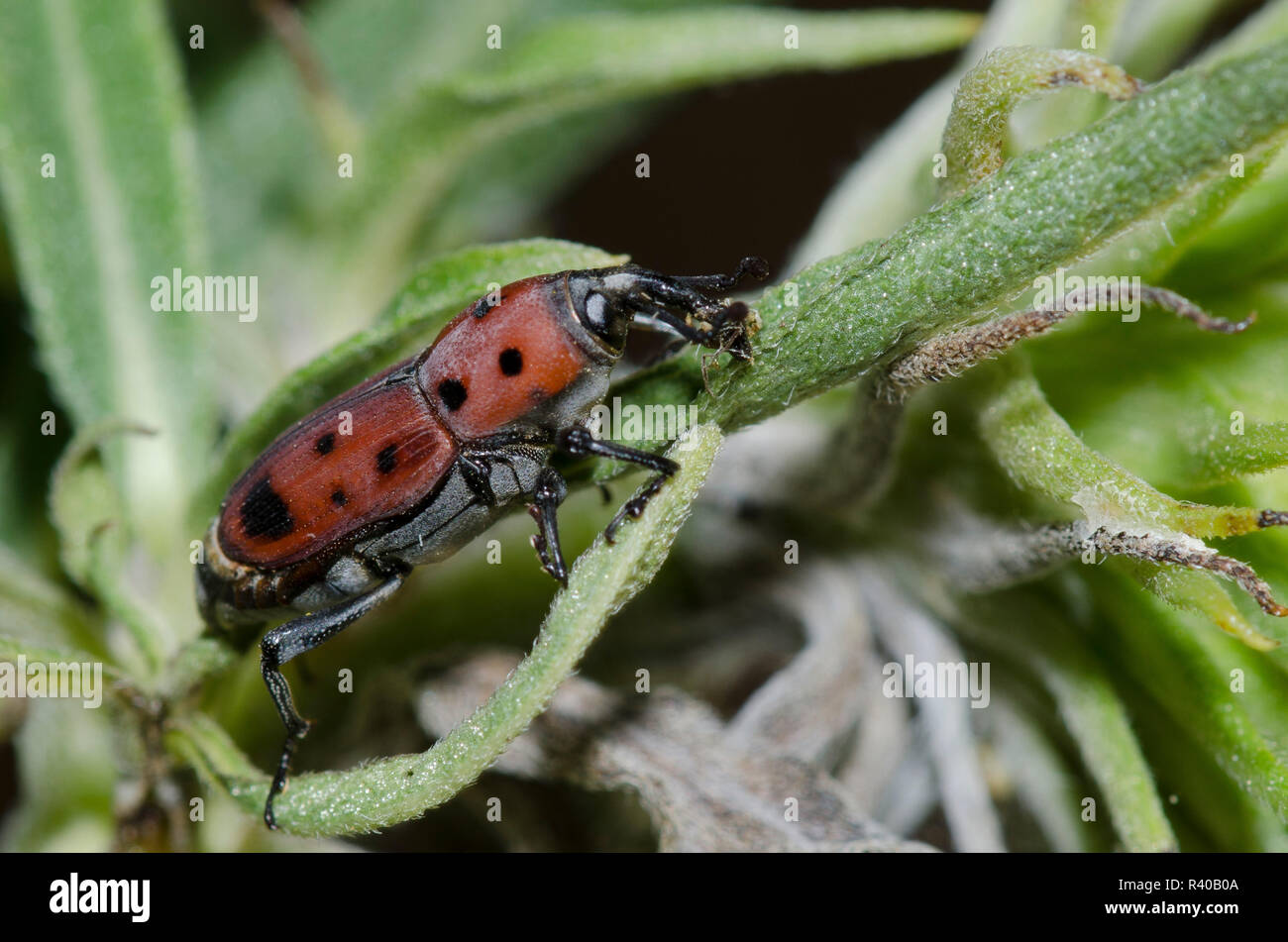 Curculio hi-res stock photography and images - Page 2 - Alamy