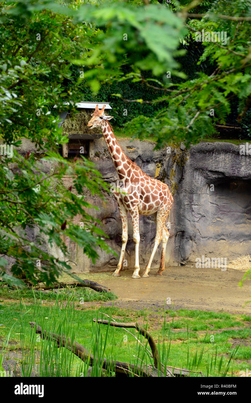 Portland zoo hires stock photography and images Alamy