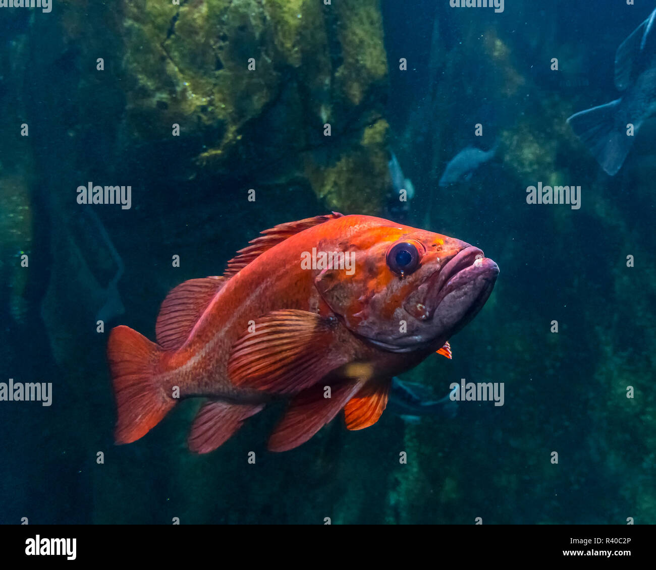 Ocean perch hires stock photography and images Alamy