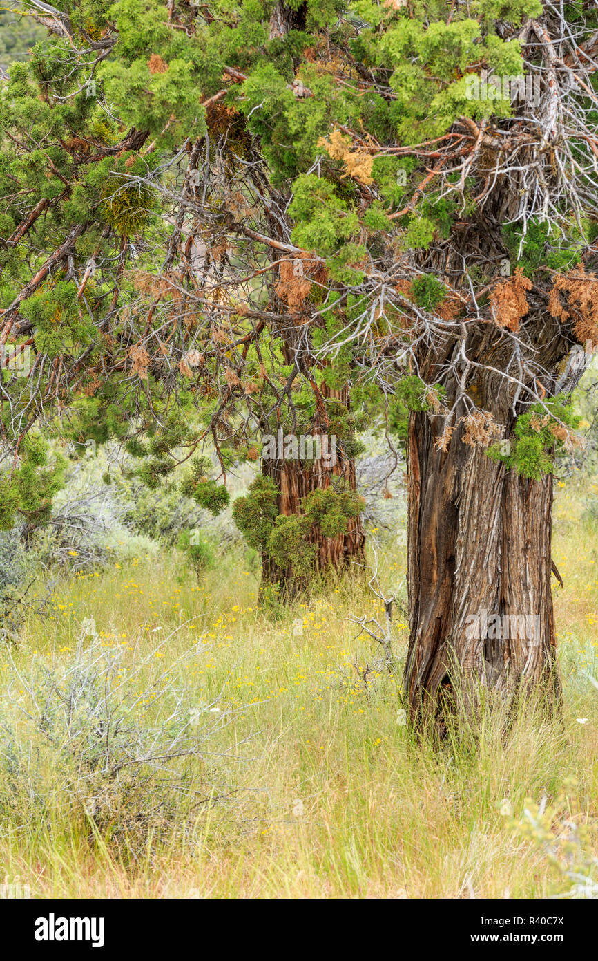 USA, Oregon, Redmond, Bend, Juniper trees, bark, branches. The genus