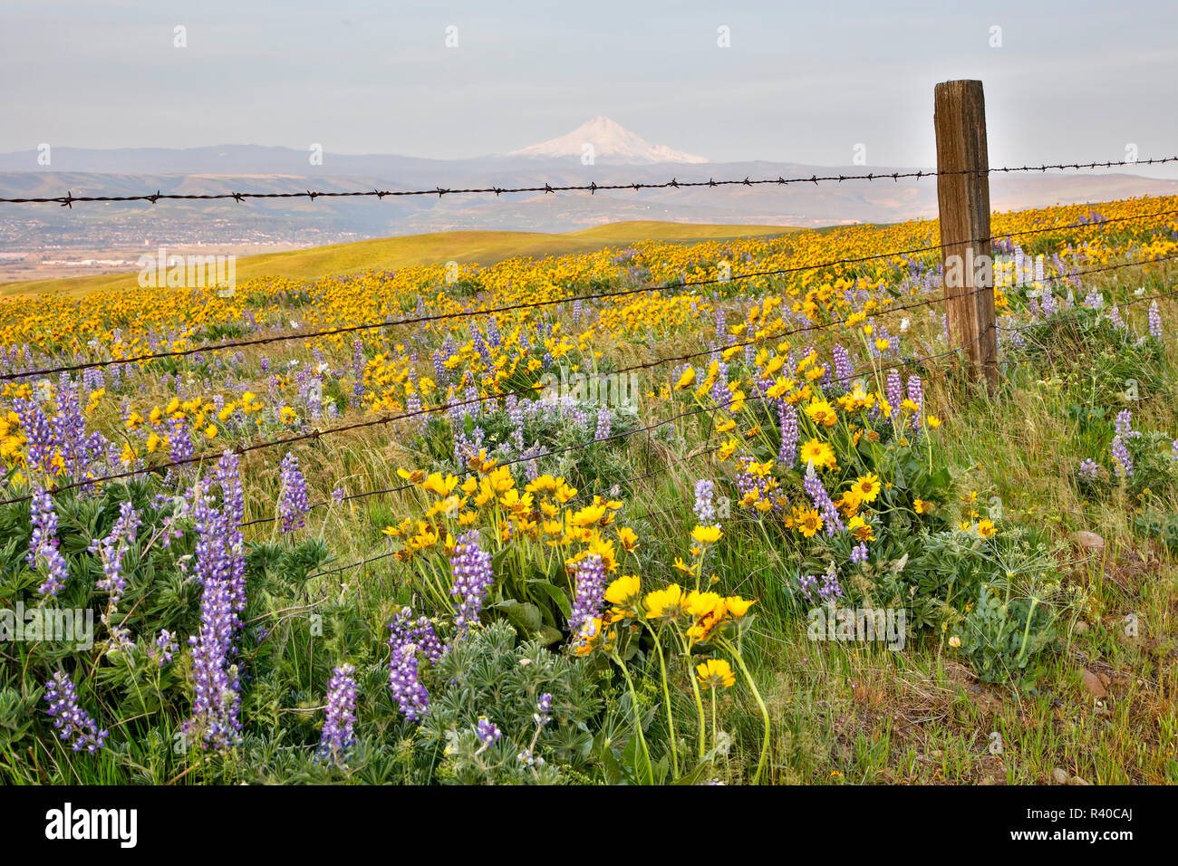 USA, Oregon, Columbia River Gorge, Fence and field of flowers Stock